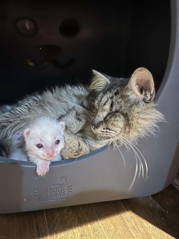 Mama Clue was discovered outside of an elderly couple's home when their son came to visit. He saw the blind cat, and she led him to her kittens.