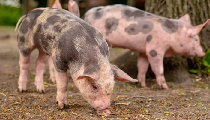 Pig Facts About Bodies and Senses