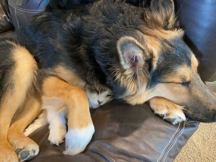 "I Guess My Puppy Doesn’t Know How Big He Is Anymore"