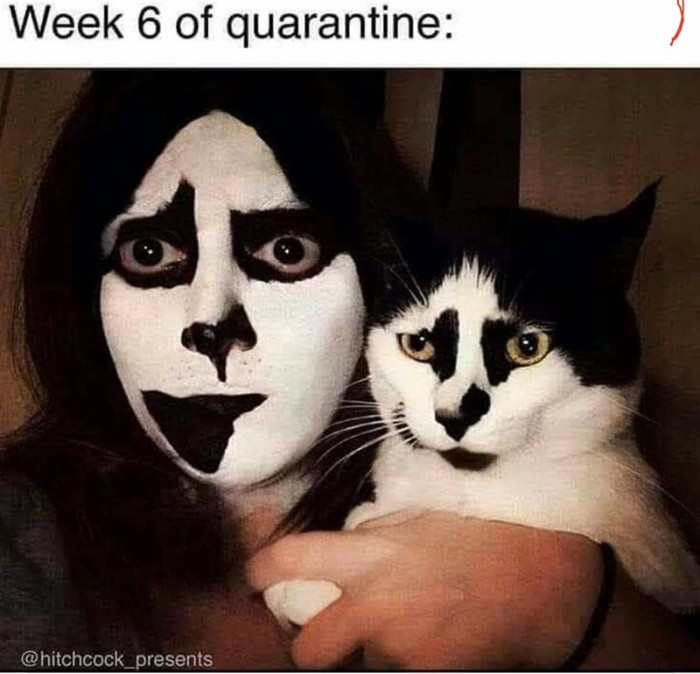 9. Quarantining with a cat will lead to some wild ideas.