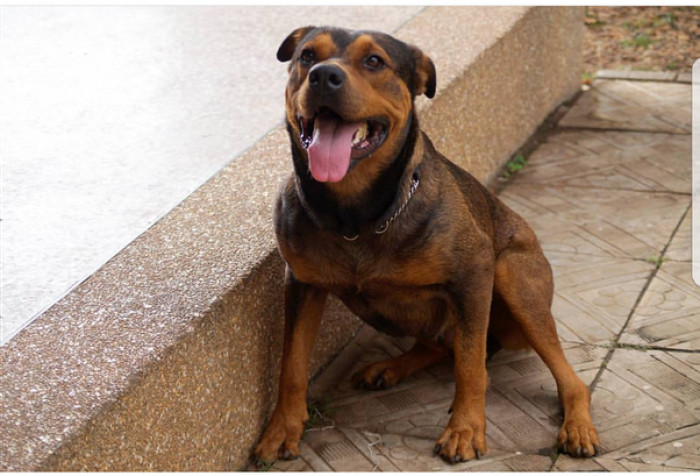 5. A dog's unconditional love