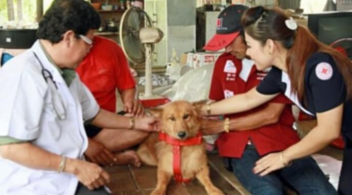 Now that the child is safe and sound in the hospital, the dog has been given the name Pugh and rewarded with a lifeguard collar. The baby wouldn't have survived if it weren't for him!