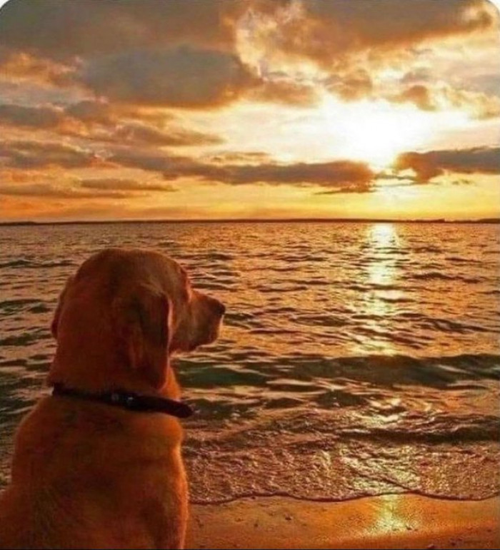 6. "When your dog eats your philosophy textbook"