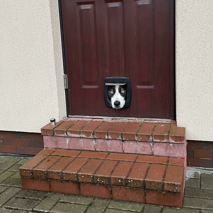 25. This doggo wants to go out. He tries to hypnotize his hooman.