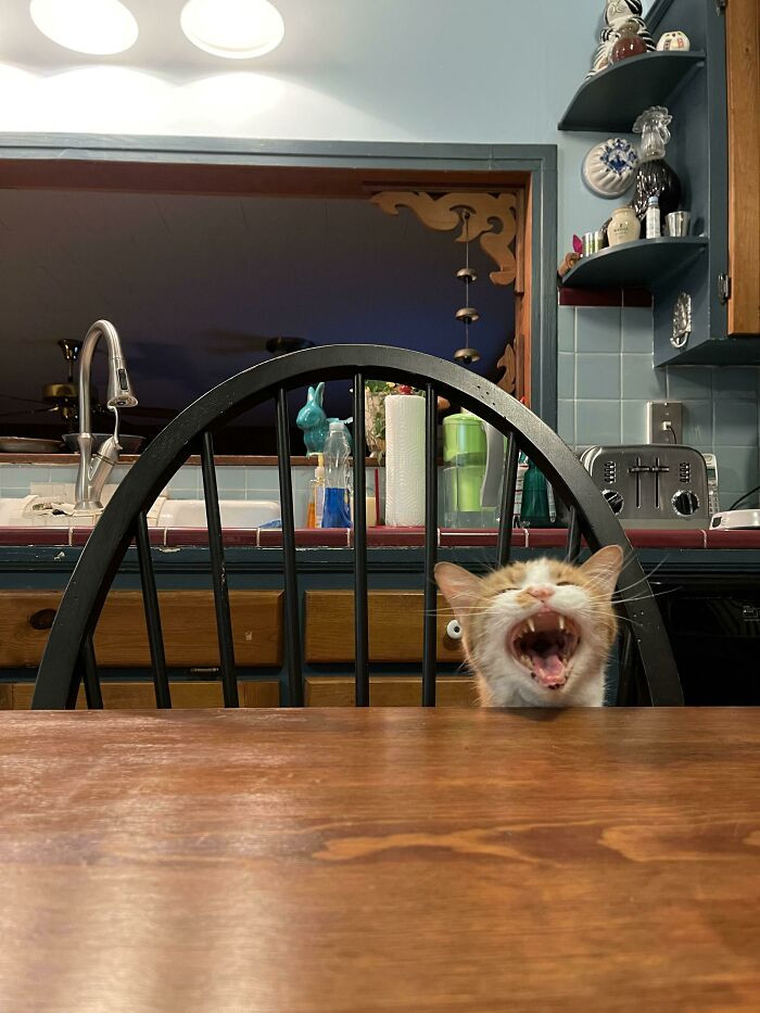 32. Dio screams at his human during dinnertime. He's good at convos, though.