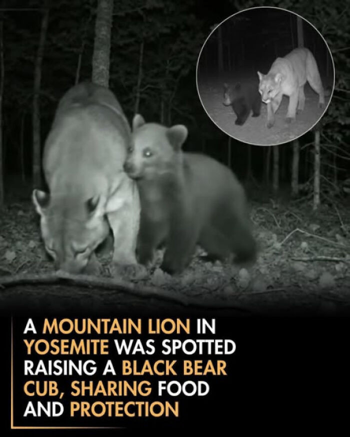 16. Yosemite’s wildlife cameras captured an extraordinary sight of a mountain lion caring for a bear cub