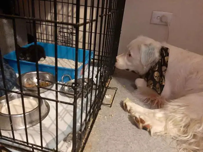“Shiro never left her crate for a second,” said Smith