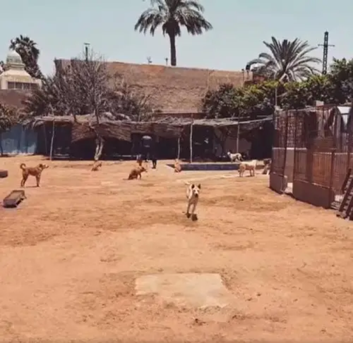 Ahmed Embaby is a volunteer at Furever Rescue Foster