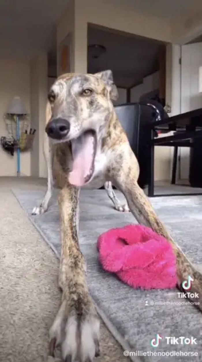 yawning is somewhat like a coping mechanism for them when they're trying to release stress.