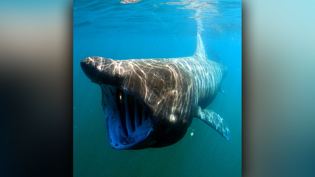 A close look at the basking shark.