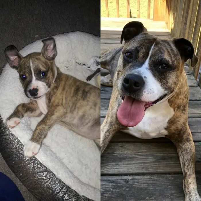 20. Lady caught Parvo when she was just three months old.