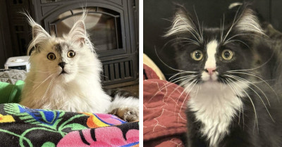 Exploring the Quirky Community Celebrating Cat Ear Fur