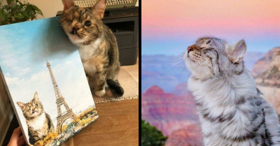 50 Purrfect Cat Pictures That Were So Wholesome And Cute That People Had To Post About It Online