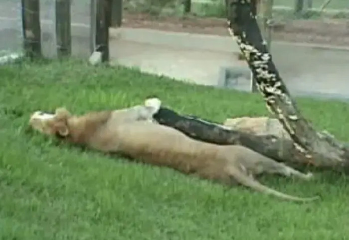 Will spent 13 years of life caged up as a circus animal