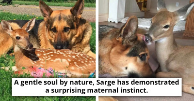 Sarge, A 9-Year-Old German Shepherd, Lovingly Adopts Several Orphaned Fawns