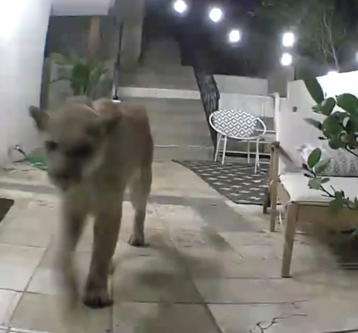 The National Park Service did confirm that the mountain lion Kevin saw was indeed P-22