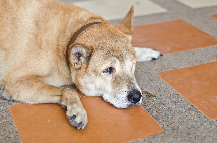 One user shared their dog's response after getting adopted.