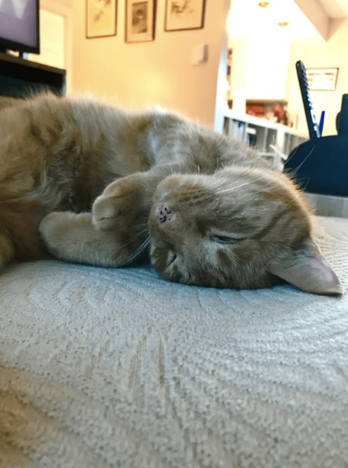 Runa the kitten rescued from a pizza shop during sleet storm