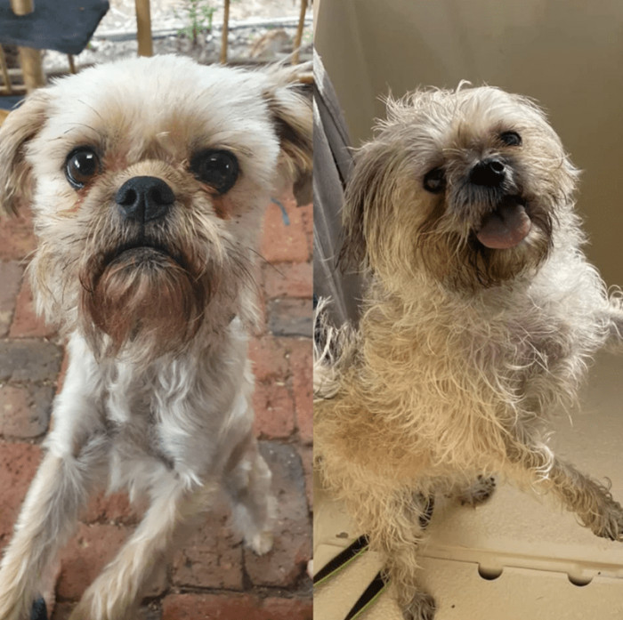 6. "Sprocket - 1 year gotcha day comparison!"