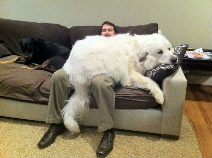 20. Is this a bear or a lapdog?
