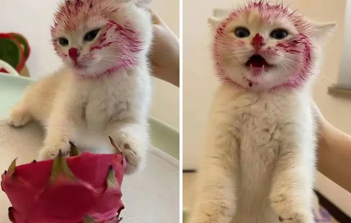 25. He said he wanted to become a dragon. Mission halfway complete.