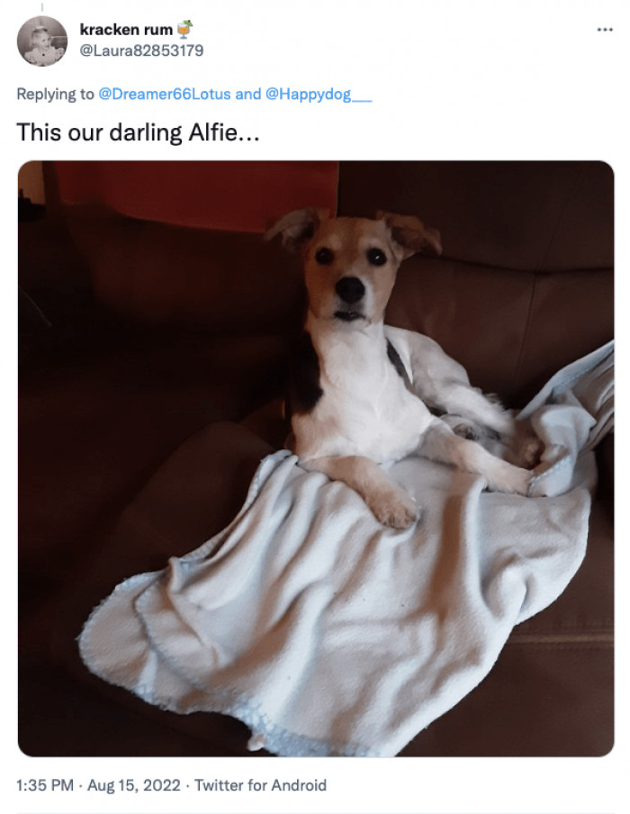 12. You have to agree with me that Alfie is such a cute doggo