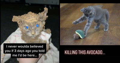 This Story Of How A Dog Took A Rescued Kitten As Her Own Will Gladden Your Heart