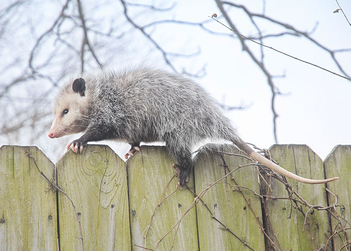 4. Possums