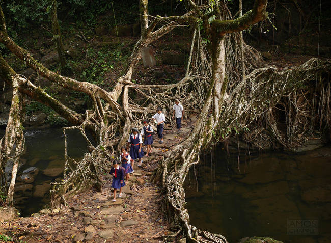 23. Tree Root Bridge, India