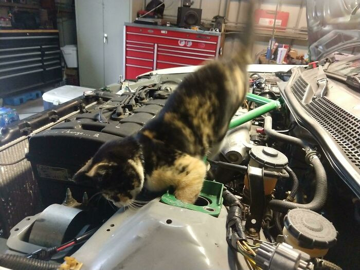 ”Lola Working On Her Race Car”