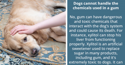 Online Community Has An Interesting Discussion About Whether Or Not Dogs Can Chew Gum