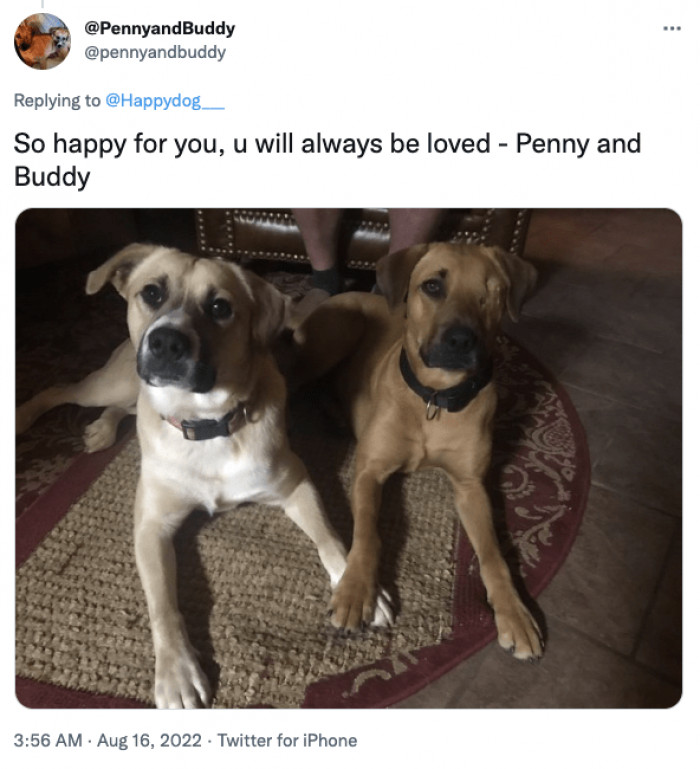 2. Penny and Buddy look like they have come a long way and are the best of pals