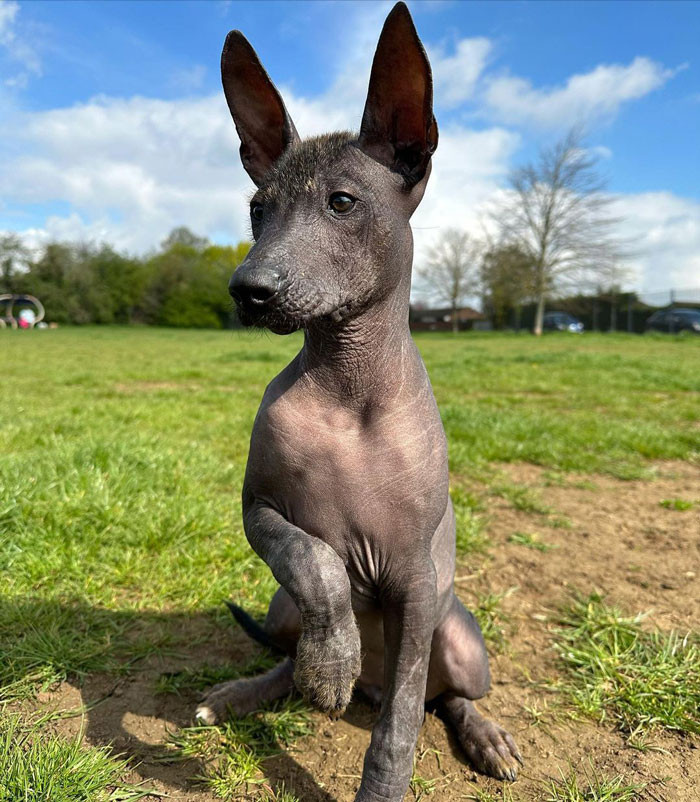 3. Xoloitzcuintli