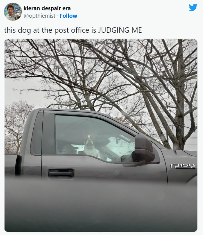 15. The face of a judging dog