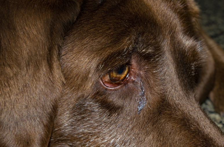 As a teacher and parent, the woman in this story is not setting a good example about the treatment of animals.