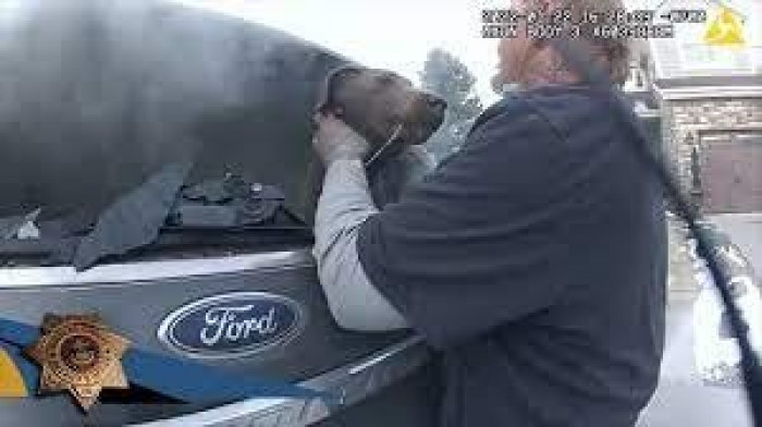 2. Dogs are willing to risk their lives for their owners.