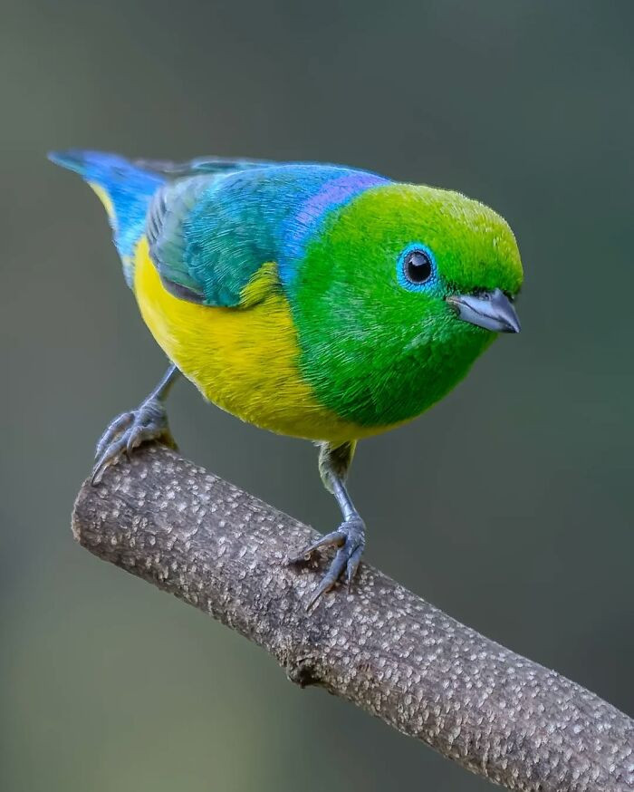 Blue-Naped Chlorophonia