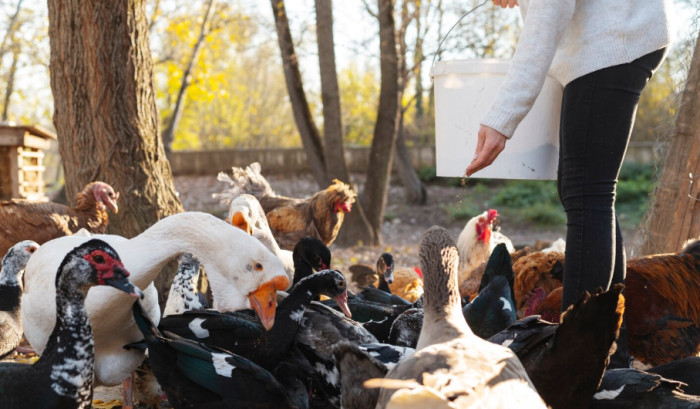 Can Ducks and Chickens Live Together?