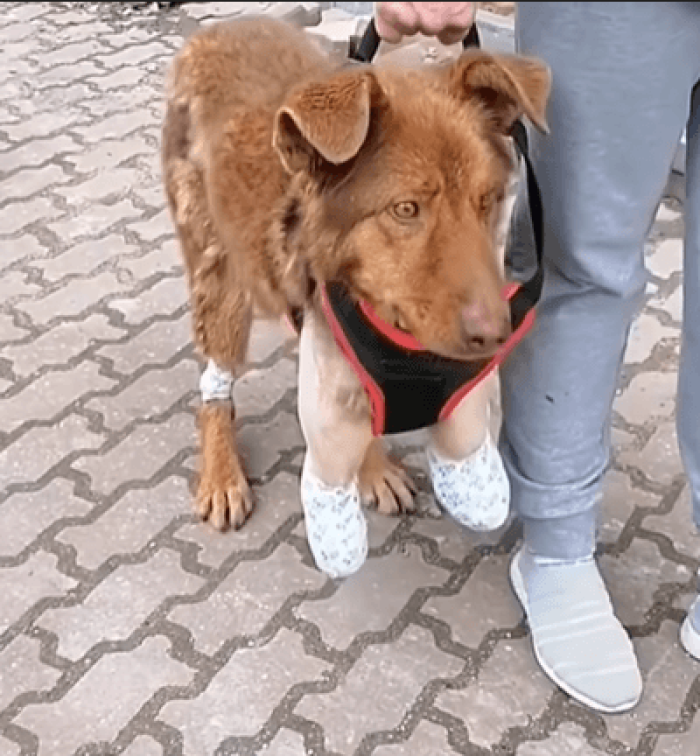 He was barely moving and had almost given up on life. Without hesitation, they began first aid and bandaged him up.