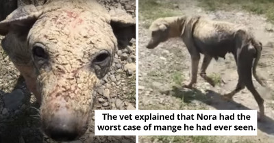 Owner Abandons Sick Dog On The Street To Die, But This Girl Proves She Is A Fighter