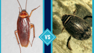 Beetle vs Cockroach: How to Tell Which Insect You Found