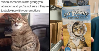 Here Is An Entertaining Collection Of 24 Cat Memes For Every Cat Lover In The World