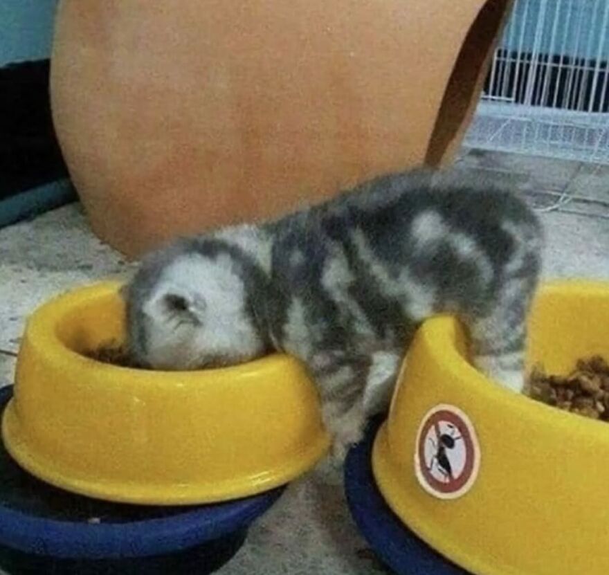 No thoughts, just snacks.