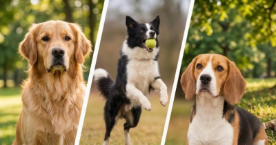 30 Fun Facts About Dogs That Explain Their Remarkable Abilities