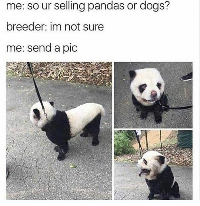 16. Here we have a panda and a dog in one... Awesome package