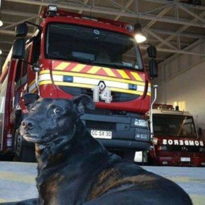 For more than a decade, this beautiful dog named Negro lived with Iquique Fire Department first responders