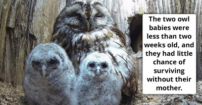 Happy Moment Tawny Owl Mom Whose Eggs Failed to Hatch Welcomes Orphan Chicks as Her Own