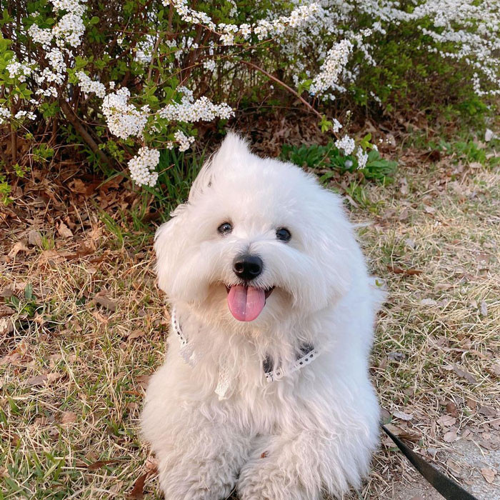 11. Coton De Tulear