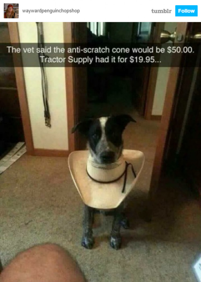 5. Just a fashionable doggo hanging around.