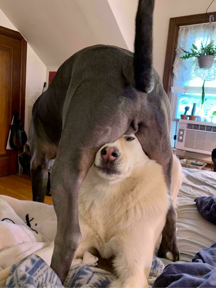 "How Dozer Gets Off The Bed. Keep In Mind He Had Plenty Of Room To Go Around Instead Of Over"